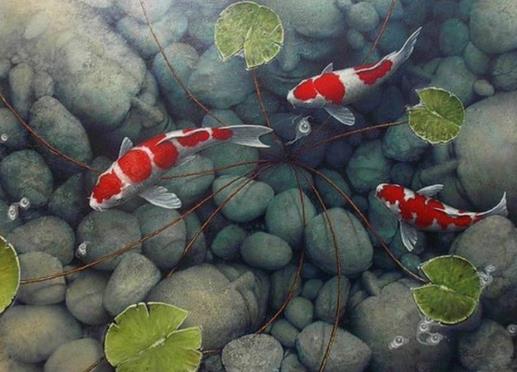 錦鯉魚不吃食什么原因?錦鯉爛嘴是怎么回事?