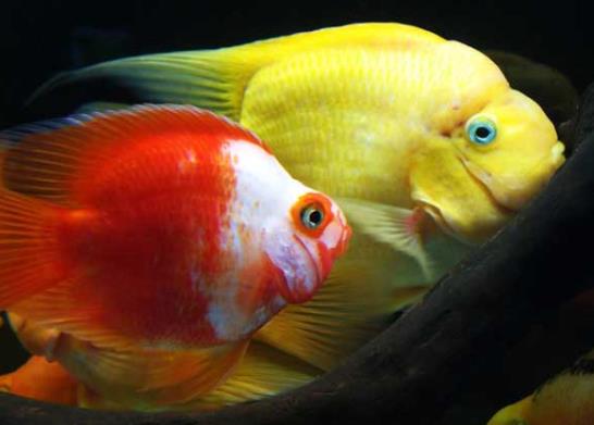 鸚鵡魚嘴腫了是什么原因?鸚鵡魚好養活嗎?