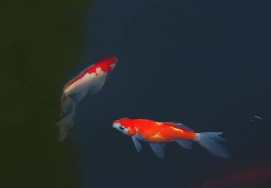 家養錦鯉吃什么魚食好?錦鯉需要曬太陽嗎?