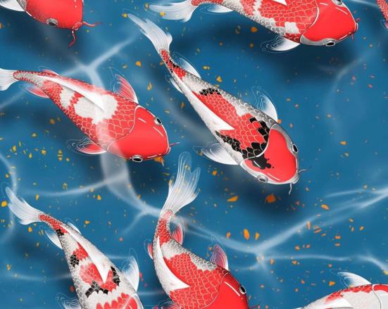錦鯉魚不吃食什么原因?錦鯉爛嘴是怎么回事?