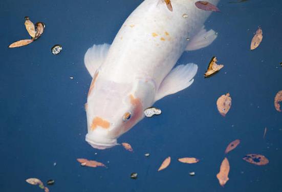 家養錦鯉吃什么魚食好?錦鯉需要曬太陽嗎?