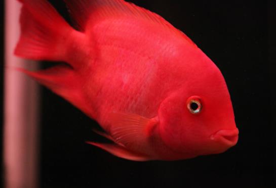 鸚鵡魚怎么不游上來吃?鸚鵡魚會攻擊錦鯉嗎?