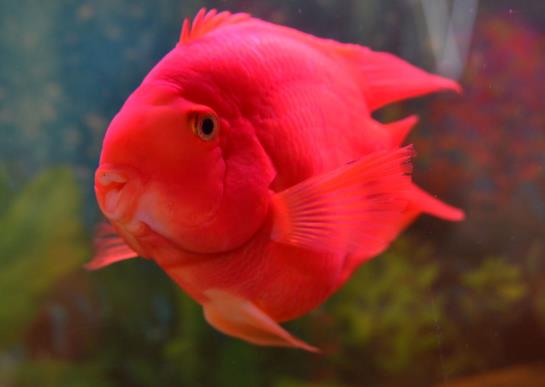 鸚鵡魚怎么不游上來吃?鸚鵡魚會攻擊錦鯉嗎?