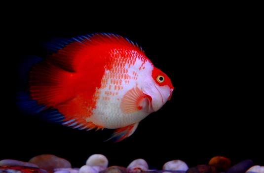 鸚鵡魚嘴腫了是什么原因?鸚鵡魚好養活嗎?