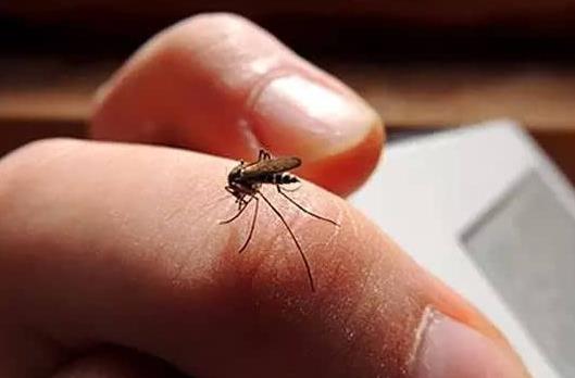 蚊子包怎么消腫快一點?為什么花蚊子咬人的時候不癢