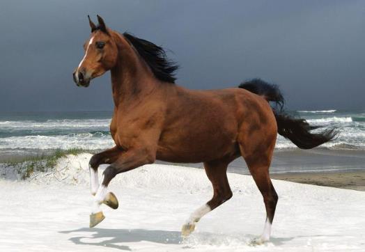 2022年最旺最順的生肖是哪些,2022年運勢好到爆的生肖排行