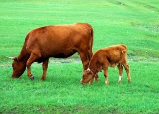 2022年最旺最順的生肖是哪些,2022年運勢好到爆的生肖排行