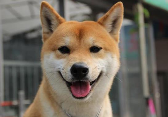 狗狗缺鉀會發(fā)抖嗎?狗狗為什么膽子很小?