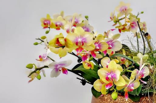 蝴蝶蘭如何度過夏天?夏季怎么管理蝴蝶蘭?