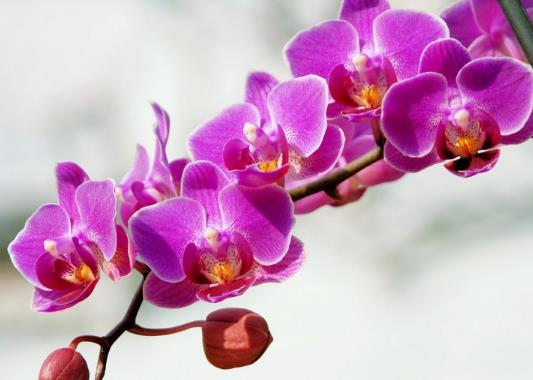 蝴蝶蘭能用啤酒澆嗎?蝴蝶蘭的花期是什么時候?