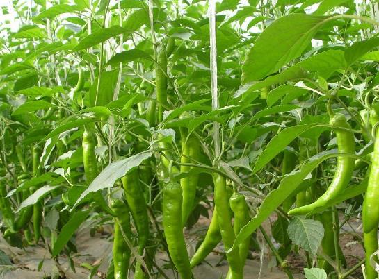 辣椒光長(zhǎng)高不開花結(jié)果是咋回事?盆栽辣椒為什么開花總掉