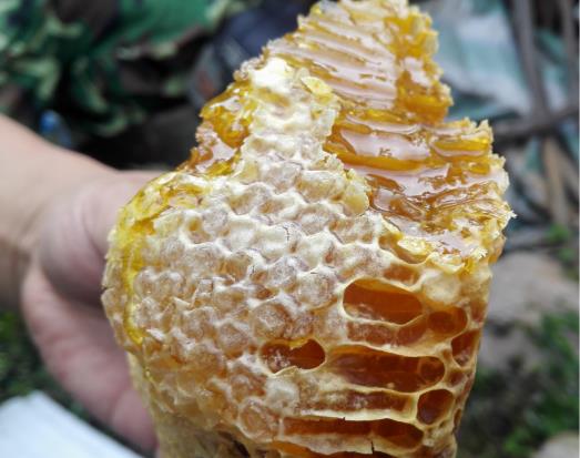 老巢蜂蜜好還是新蜂蜜好?為什么說老巢蜜對鼻炎有好處?