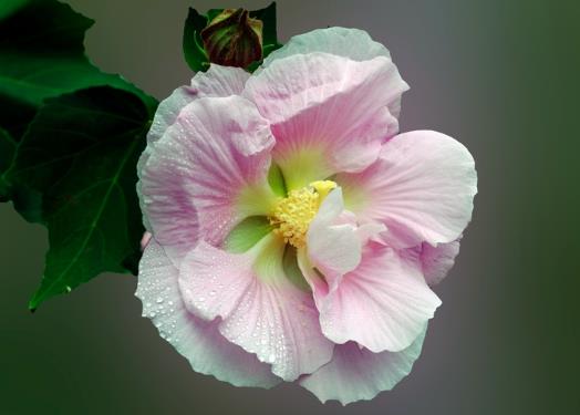 芙蓉花為什么開花了會蔫?芙蓉花土質選擇酸性土還是堿性土