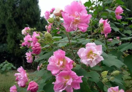自己養芙蓉花要注意什么?芙蓉花施什么肥長得更加旺盛
