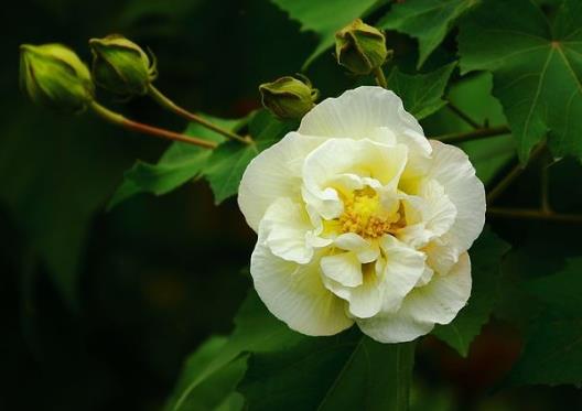 自己養芙蓉花要注意什么?芙蓉花施什么肥長得更加旺盛