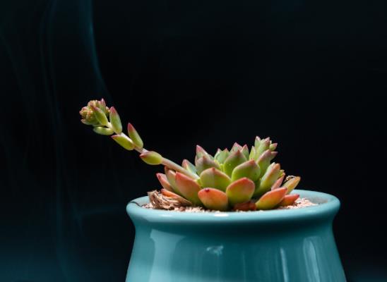 無土栽培多肉能活幾年?養植多肉需要什么樣的生長環境