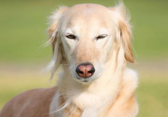 神經性犬瘟抽搐還能好起來嗎?犬瘟多少天算撐過去了