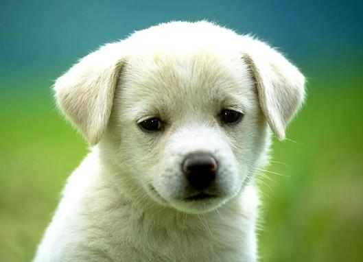 狗狗犬瘟恢復的表現有哪些?犬瘟后期臨死前的癥狀