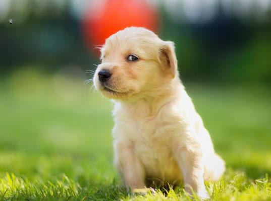 神經性犬瘟抽搐還能好起來嗎?犬瘟多少天算撐過去了