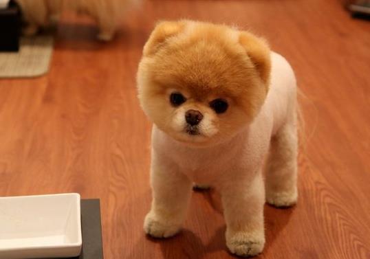 神經性犬瘟抽搐還能好起來嗎?犬瘟多少天算撐過去了