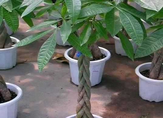 發財樹葉子打卷發蔫怎么辦?發財樹過冬枯葉了還能活嗎