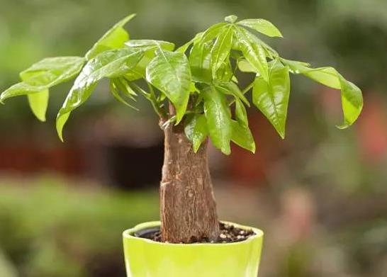 入戶門口放發(fā)財(cái)樹(shù)好嗎?發(fā)財(cái)樹(shù)有病蟲害怎么辦