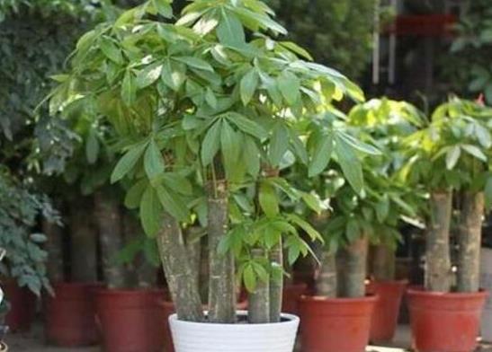 發財樹下垂萎蔫怎么辦?發財樹葉子油油的怎么回事