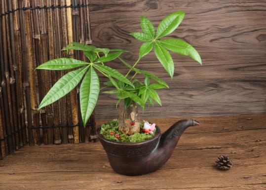 發財樹葉子打卷發蔫怎么辦?發財樹過冬枯葉了還能活嗎