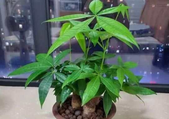 發財樹的葉子太多需要修剪嗎?發財樹的葉子長不大怎么辦