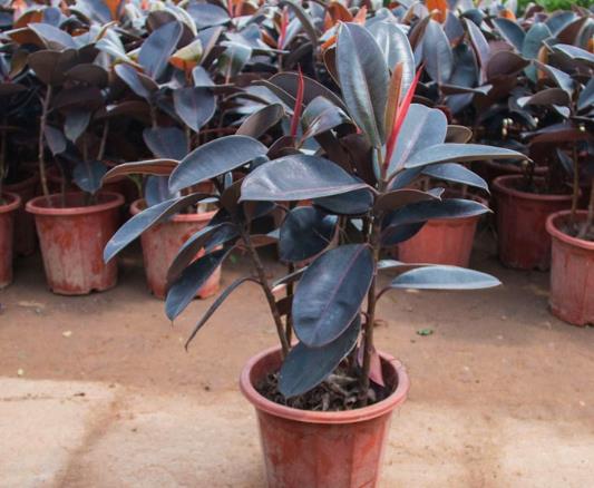 剛移植的橡皮樹怎樣養殖成活率高?橡皮樹重修剪到沒有葉還能發芽嗎