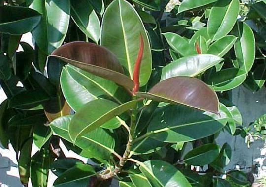 剛移植的橡皮樹怎樣養殖成活率高?橡皮樹重修剪到沒有葉還能發芽嗎