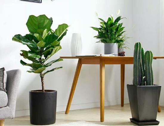 琴葉榕可以使用硫酸亞鐵嗎?琴葉榕就一片葉子水培能發芽嗎