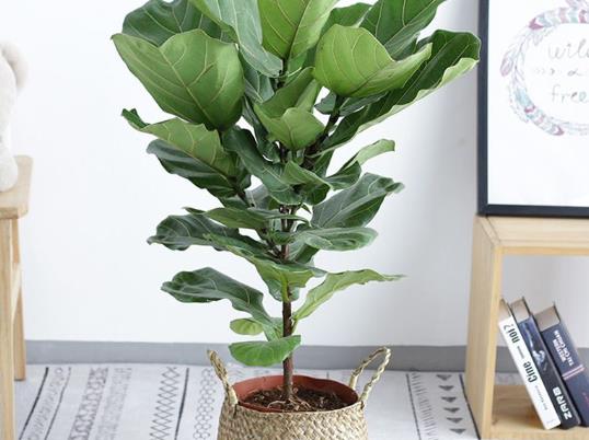 琴葉榕可以使用硫酸亞鐵嗎?琴葉榕就一片葉子水培能發芽嗎