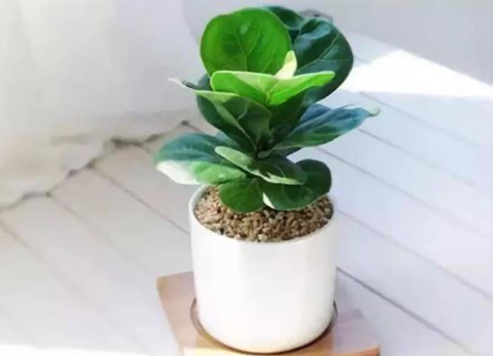 琴葉榕可以使用硫酸亞鐵嗎?琴葉榕就一片葉子水培能發芽嗎