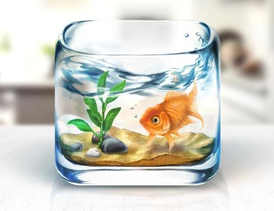 魚缸養螃蟹能凈化水質嗎?魚缸放哪里合適