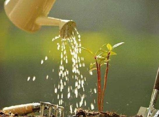 啤酒打開(kāi)幾天可以澆花?經(jīng)常用自來(lái)水澆花后用什么補(bǔ)救