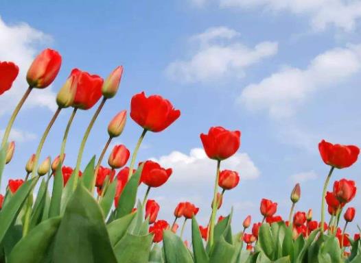 郁金香種球什么時候才能開花?盆栽的郁金香好養嗎