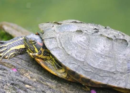 烏龜什么時候冬眠?烏龜和魚可以同時在魚缸里養嗎