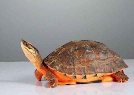 烏龜冬眠用稻草可以嗎?哪種烏龜和魚可以養在一起