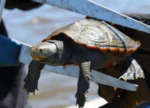 烏龜冬眠用稻草可以嗎?哪種烏龜和魚可以養在一起