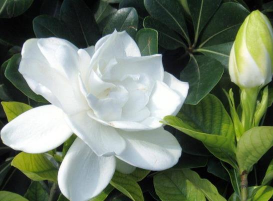 梔子花浸盆法需要多長時間?梔子花花苞發(fā)黑怎么補(bǔ)救