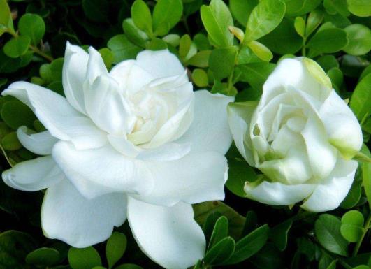 梔子花浸盆法需要多長時間?梔子花花苞發(fā)黑怎么補(bǔ)救