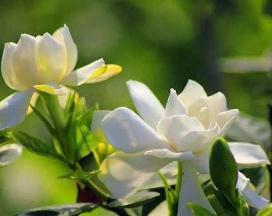 梔子花浸盆法需要多長時間?梔子花花苞發(fā)黑怎么補(bǔ)救