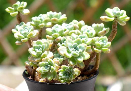 多肉養植需要什么樣的生長環境?種植多肉的注意事項