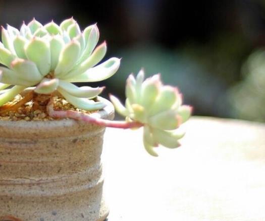 多肉植物怎么斷頭移植?多肉植物要用什么土才養得好