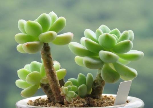 多肉種好了隔幾天可以澆水?多肉葉子變軟發(fā)黃透明是什么情況