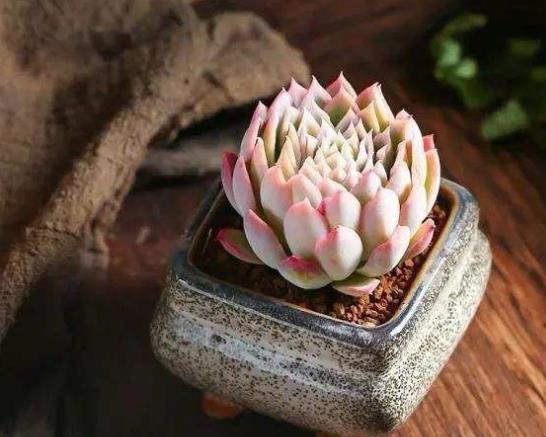 多肉桿子斷了一半能恢復嗎?如何避免多肉植物葉片斷裂