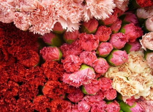 給康乃馨醒花有什么用?康乃馨買回來怎么醒花