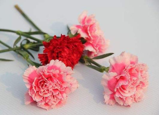 給康乃馨醒花有什么用?康乃馨買回來怎么醒花