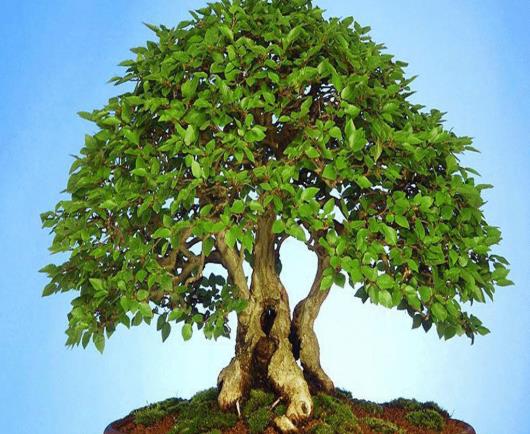 搖錢樹直接插栽花盆里能活嗎?搖錢樹一直掉葉子是什么原因